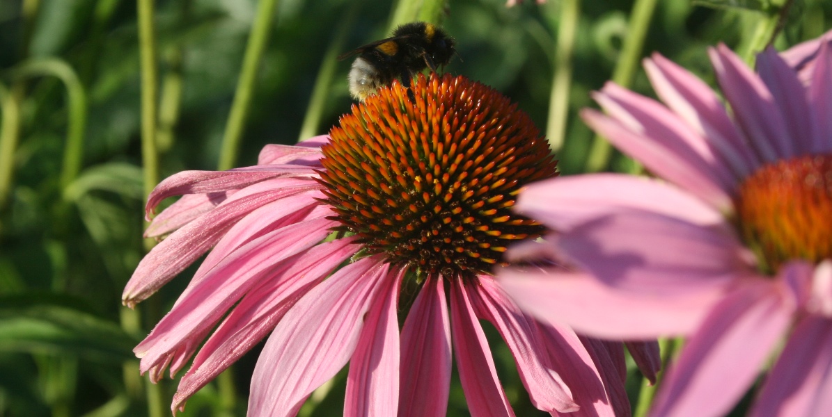 Mobilstrålning bidrar till insektsdöden