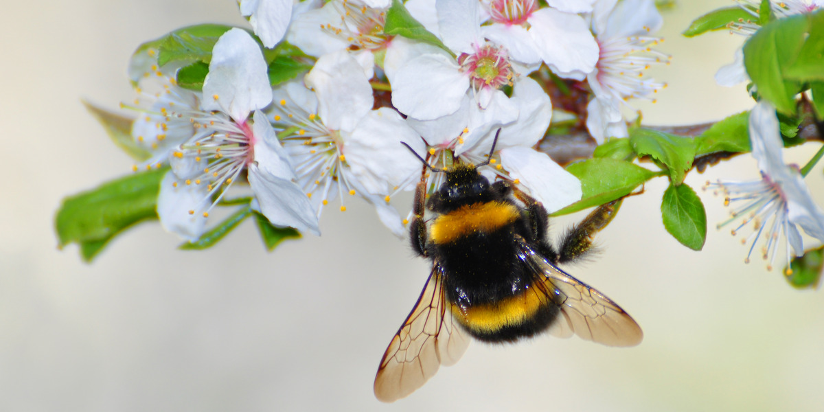 Katastrofala följder för fåglar och insekter av ökande strålning