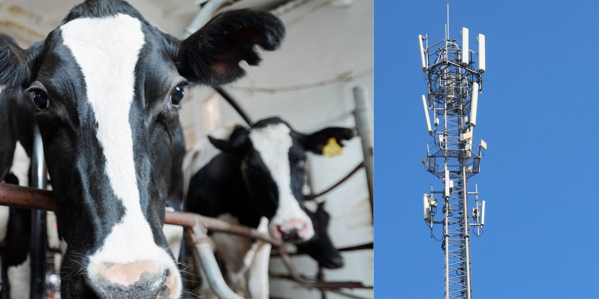 50 kor har dött – mjölkbonde släckte mobilmasten